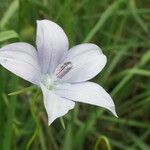 Wahlenbergia undulata Flower