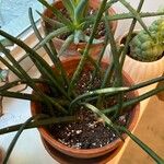 Sansevieria cylindricaBlatt