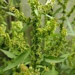 Rumex obtusifoliusFruit