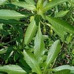 Ludwigia grandiflora Likasa