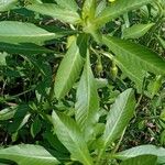 Ludwigia grandiflora Blad