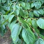 Corylus heterophylla Blatt