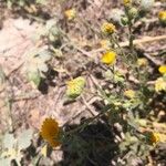 Calendula tripterocarpa Fleur