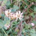 Trifolium fragiferum 花