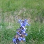 Ajuga reptansBlomst