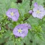 Phacelia ciliata 花