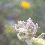 Pardoglossum cheirifolium Flower