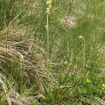 Tofieldia calyculata Habitat