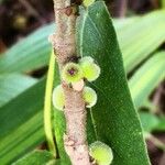 Ficus simplicissima Rinde