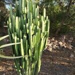 Euphorbia trigona Mill.পাতা