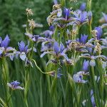 Iris spuria ফুল