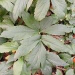 Rudbeckia laciniata Leaf