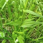 Scutellaria hastifolia Blad