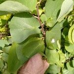 Cercis griffithii Leaf