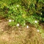 Convolvulus equitans Hábito