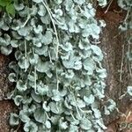 Dichondra argenteaLeaf