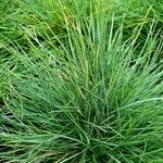 Festuca gautieri Leaf