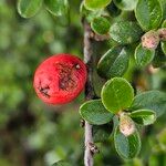 Cotoneaster dammeri Plod