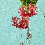 Hibiscus schizopetalus (Dyer) Hook.f.Fiore