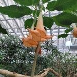 Brugmansia versicolor Kwiat