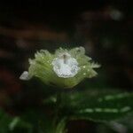 Achyrospermum tisserantii Flower