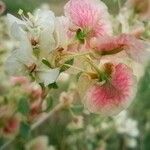 Atraphaxis spinosa Floare