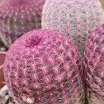 Echinocereus rigidissimus 叶