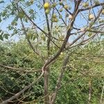 Melia azedarach Fruit