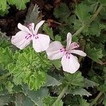 Pelargonium crispum