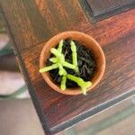 Rhipsalis cereuscula Hoja