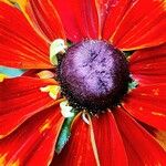 Rudbeckia hirta Other