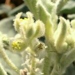 Chrozophora tinctoria Цветок