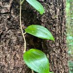 Hoya nicholsoniae পাতা