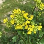 Brassica juncea फूल