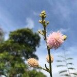Mimosa pigra Λουλούδι