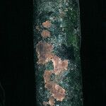 Pradosia ptychandra Bark