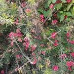 Grevillea rosmarinifolia Blüte