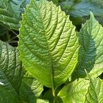 Viburnum sieboldii Leaf