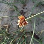 Cyperus capitatus Flower