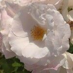 Rosa arvensis Flors