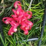 Grevillea rosmarinifolia Bloem