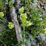 Sideritis hyssopifolia Flower