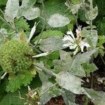 Monarda fistulosa Blatt