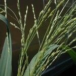 Panicum dichotomiflorum Агульны выгляд