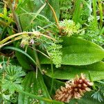 Plantago australis Deilen