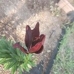 Lilium bulbiferum 花