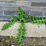 Echinops bannaticus Leaf