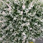 Salix integra Flower