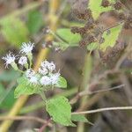 Chromolaena odorata Flor