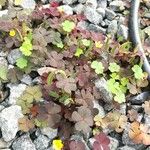 Oxalis corniculata Folio